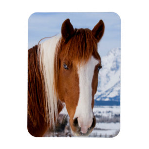 Pinto-Horse Mount Moran im Winter Magnet