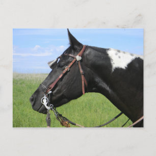 PINTO HORSE POST CARD POSTKARTE