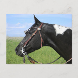 PINTO HORSE POST CARD POSTKARTE