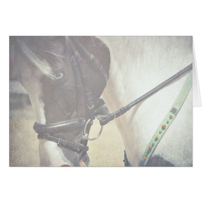 Pinto in Tack (Vorderseite (Horizontal))