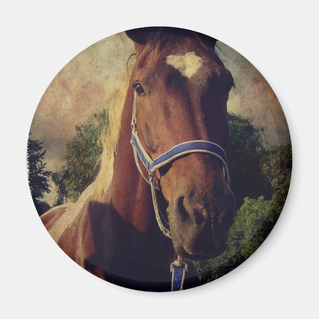 Pinto Magnet (Vorne)