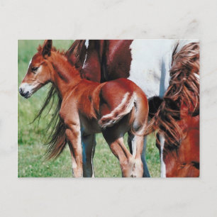 Pinto Mare mit Foal Postkarte