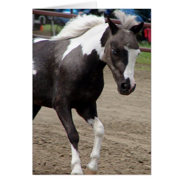 Pinto Mini Horse (Vorne)