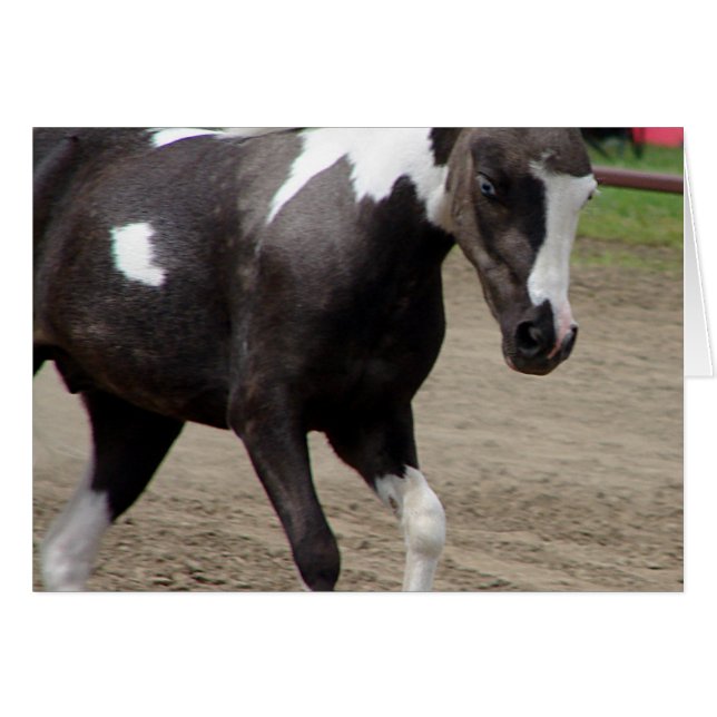 Pinto Mini Horse (Vorderseite (Horizontal))