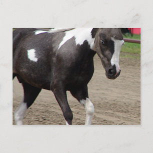 Pinto Mini Horse Liberty Class auf der Landkreis F Postkarte