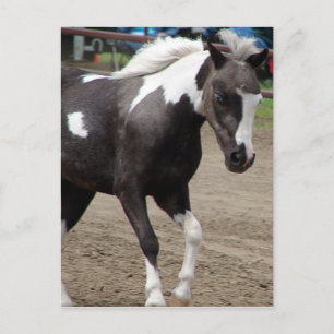 Pinto Mini Horse Postkarte