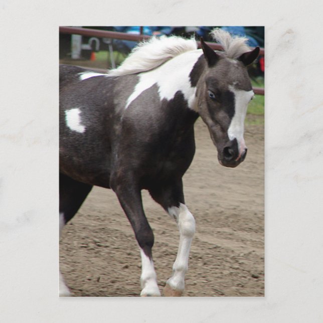 Pinto Mini Horse Postkarte (Vorderseite)