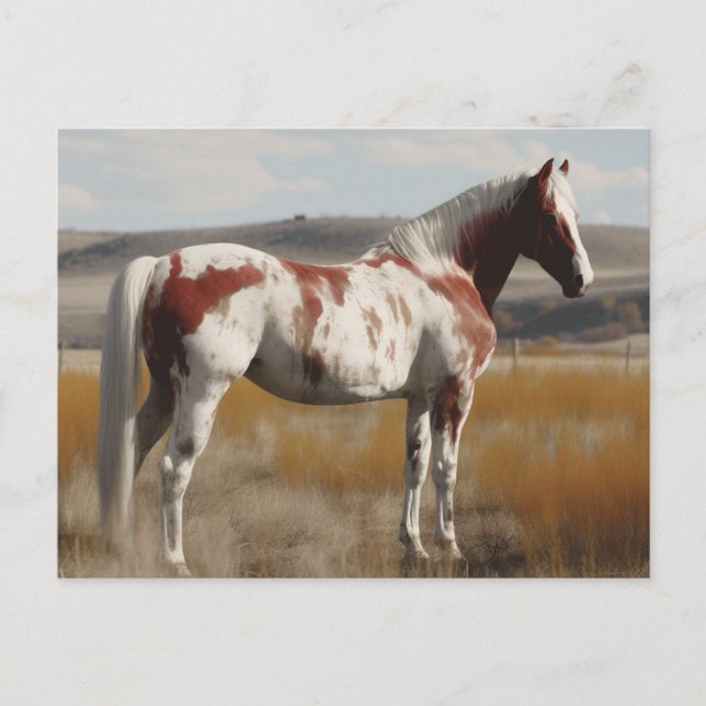 Pinto Mustang Horse Postkarte (Vorderseite)