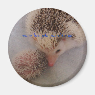 Pinto-Paarmagnet Magnet