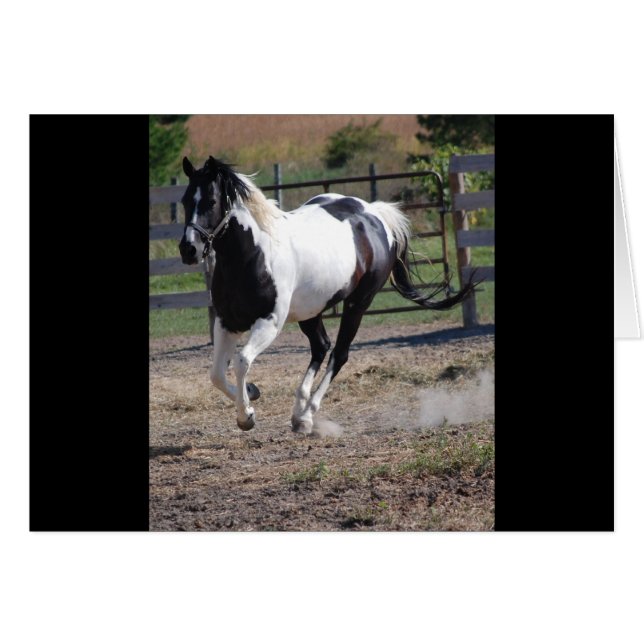 Pinto Paint Horse (Vorderseite (Horizontal))