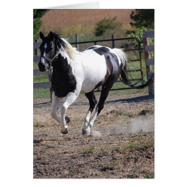 Pinto Paint Horse (Vorne)