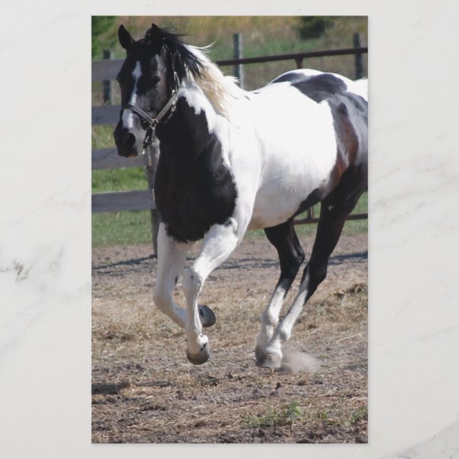 Pinto Paint Horse Briefpapier (Vorderseite)