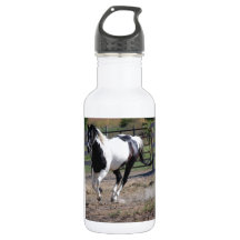 Pinto Paint Horse