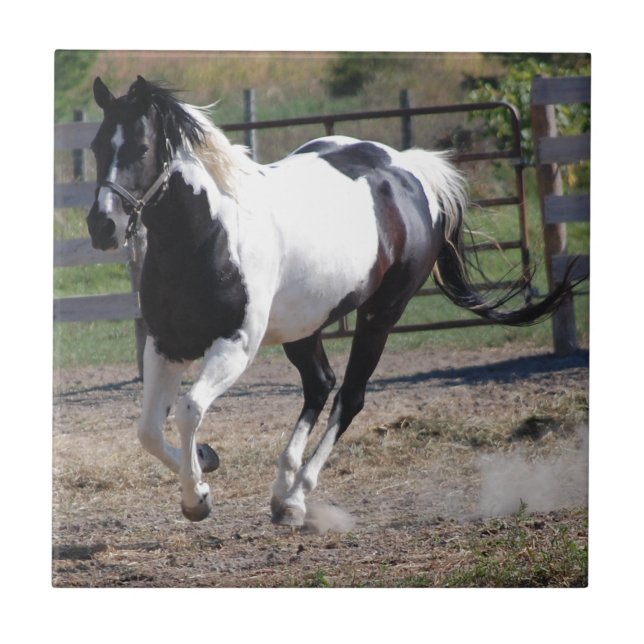Pinto Paint Horse Fliese (Vorderseite)