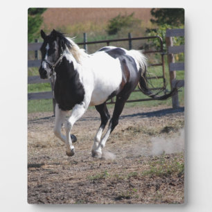 Pinto Paint Horse Fotoplatte