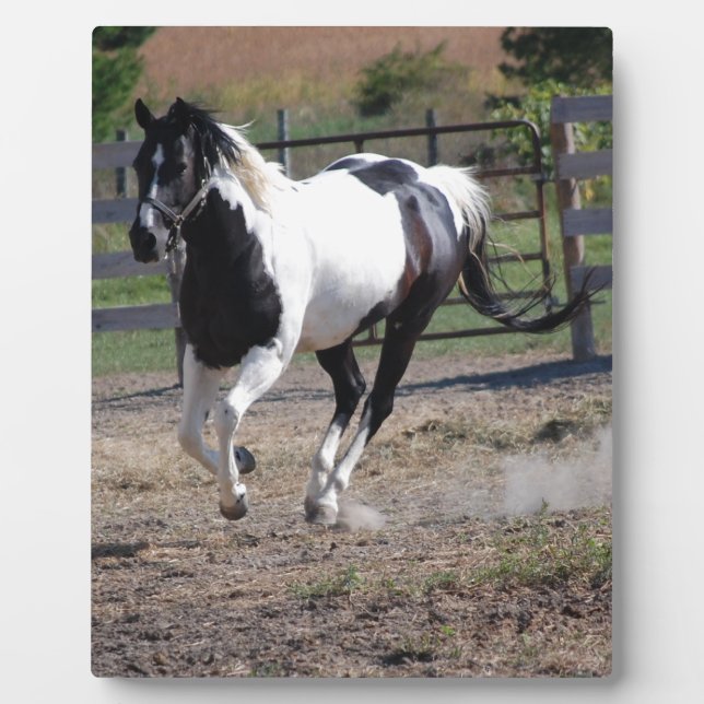 Pinto Paint Horse Fotoplatte (Vorderseite)
