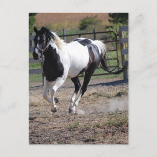 Pinto Paint Horse Postkarte