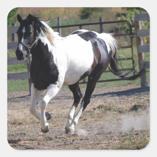 Pinto Paint Horse Quadratischer Aufkleber (Vorderseite)