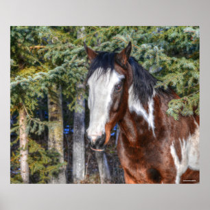 Pinto Paint Stallion & Evergreen Trees Poster