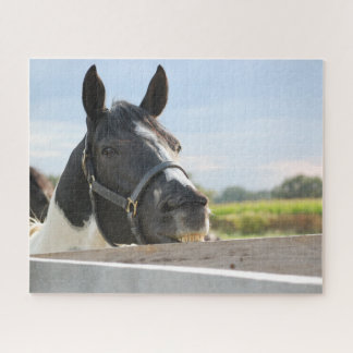 Pinto Pferd Kauen auf einem Zaun Puzzle
