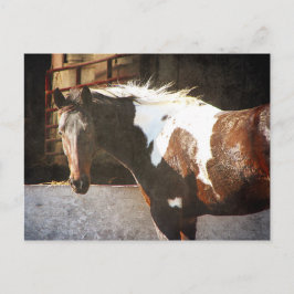 Pinto Pferd Postkarte