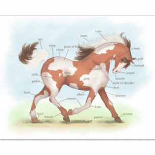 Pinto Pony Horse Educational Equine Anatomic Aufkleber