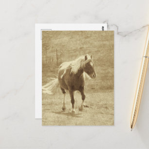 Pinto-Pony in Sepia Postkarte
