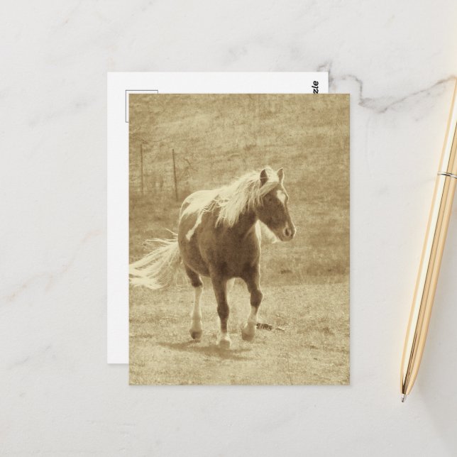 Pinto-Pony in Sepia Postkarte (Vorderseite/Rückseite Beispiel)