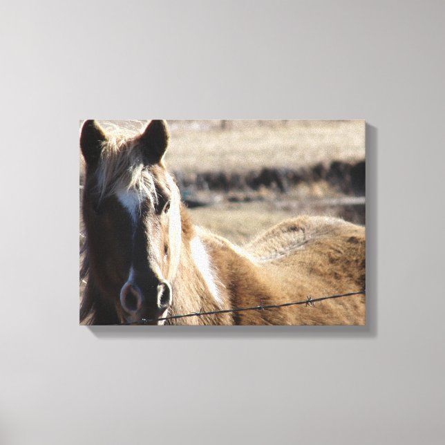 Pinto Pony Leinwanddruck (Vorderseite)