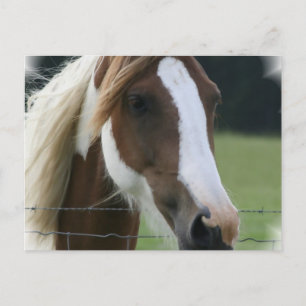 Pinto Pony Postcard Postkarte