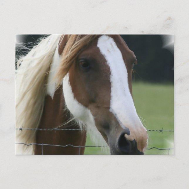 Pinto Pony Postcard Postkarte (Vorderseite)