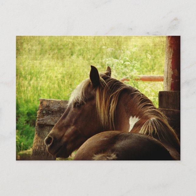 Pinto Pony Postkarte (Vorderseite)