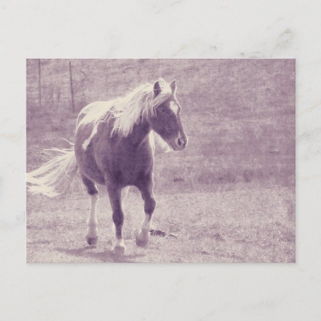 Pinto Pony Postkarte (Vorderseite)