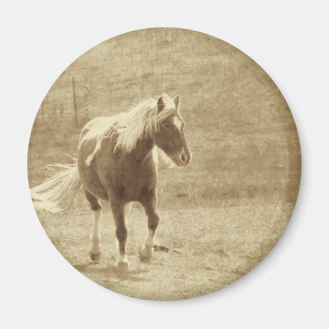 Pinto Pony Sepia Magnet (Vorne)
