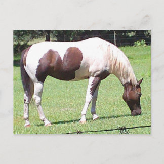 Pinto Postkarte