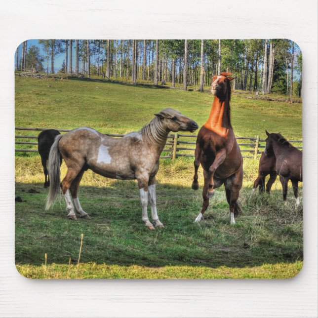 Pinto Stallion & Sorrel Mare Equine Foto Mousepad (Vorne)