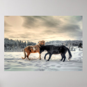Pinto und Percheron Hengste Pferd im Schnee Poster