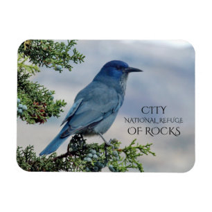 Pinyon Jay auf Juniper, Stadt Rocks, Idaho Magnet