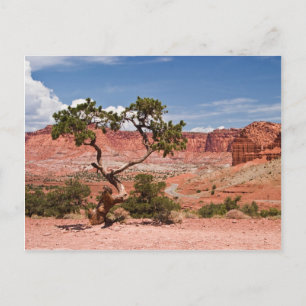 Pinyon Pine Tree Postkarte