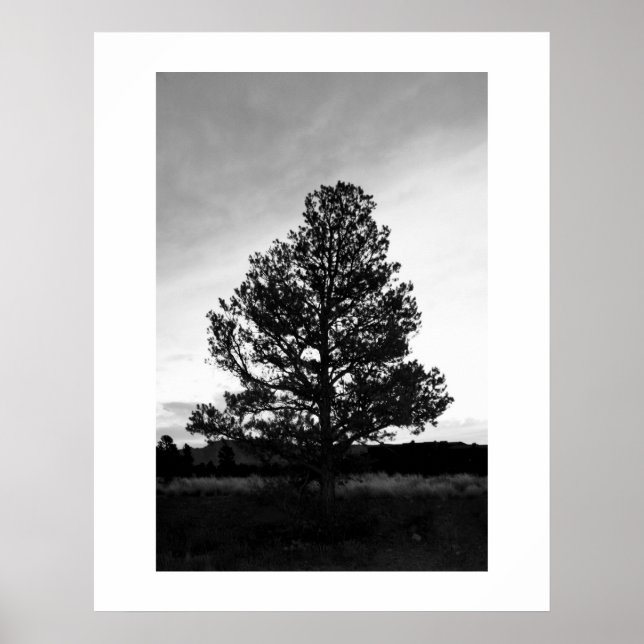 Pinyon Tree Silhouette Poster (Vorne)