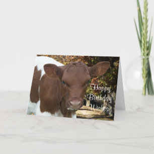 Pinzgauer Kalb Tansy-fertigen jedes mögliches Karte