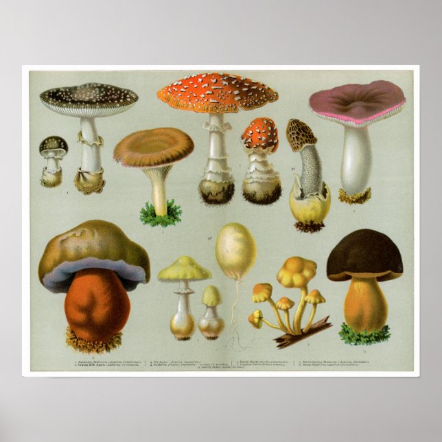 Piosonous Fungi - Pilze und Toadstocker Poster (Vorne)