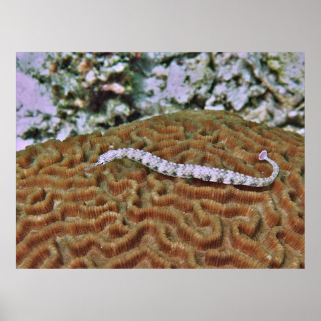 Pipefish auf Brain Coral Poster (Vorne)