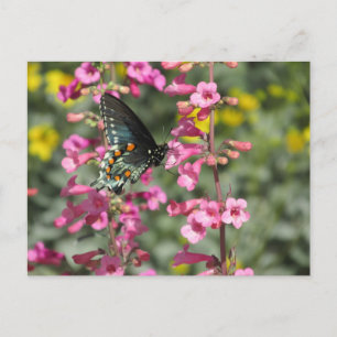 Pipevine Frack Butterfly Postkarte