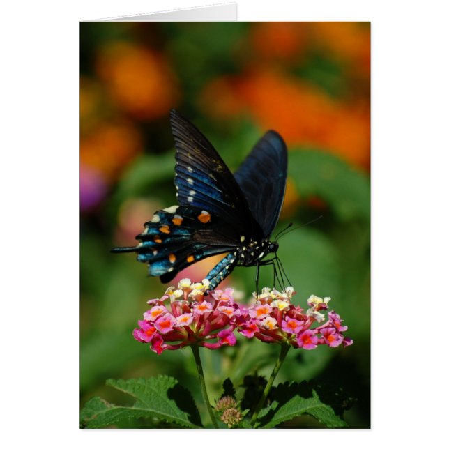 Pipevine Frack-Schmetterling (Vorne)