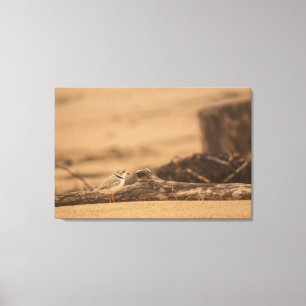 PIPING PLOVER 36 X 24 WRAPPED CANVAS DRUCK LEINWANDDRUCK