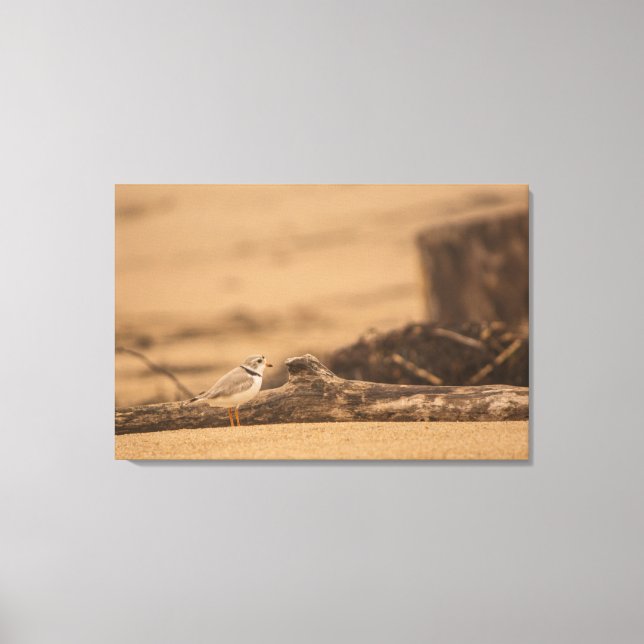 PIPING PLOVER 36 X 24 WRAPPED CANVAS DRUCK LEINWANDDRUCK (Vorderseite)