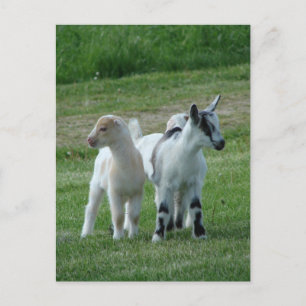 Pippi und Grau Postkarte