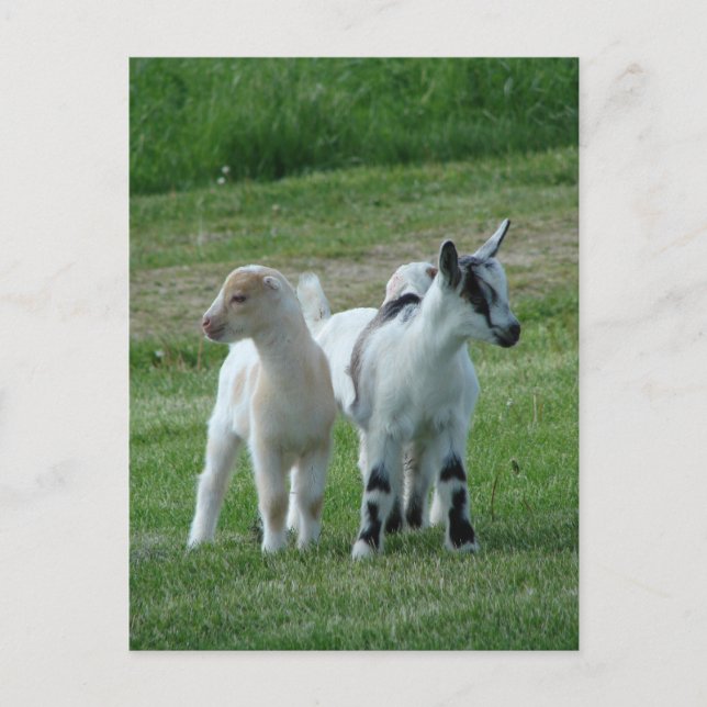 Pippi und Grau Postkarte (Vorderseite)