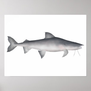 Piraiba Poster